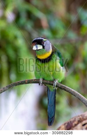 Fire Tufted Barbet (psilopogon Pyrolophus)  A Green Tropical Bird Native To Sumatra And The Malaysia