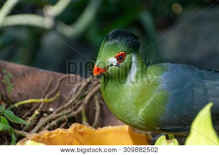 Guinea Turaco (tauraco Persa), Also Known As The Green Turaco Or Green Lourie Close Up In The Sunlig