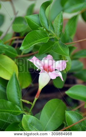 Pink mandevilla flower - Latin name - Mandevilla splendens (syn. Dipladenia splendens)