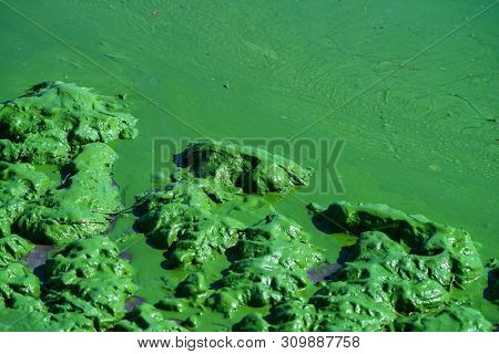 Closeup Contamination Of Water And Ecological Catastrophy