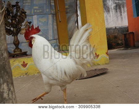 White Country Chicken In A Foggy Morning