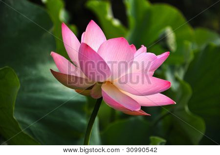 Blossom pink lotus kukka
