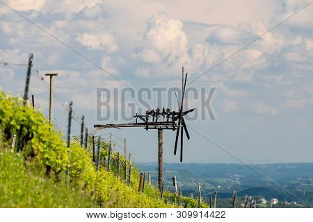 vineyard with windmill called klapotetz in south of Styria, Austria