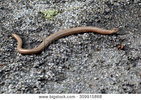 Anguis Fragilis,  A Legless Lizards On The Pavement, Top View
