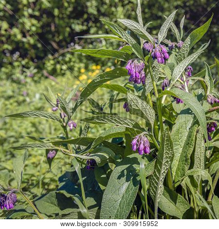 Violet Blooming Common Comfrey Or Symphytum Officinale Plant In Its Own Natural Habitat. It Is A Sun