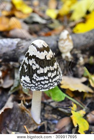 Coprinopsis Picacea Also Known As Magpie Fungus Poisonous Mushroom In Autumn Forest.coprinus Picaceu