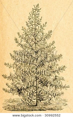 Eucalyptus jeune - vieux illustration par un artiste inconnu du Botanika Szkolna na Klasy Nizsze, auteur