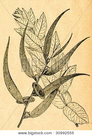 Branches d'eucalyptus, de jeunes et vieux arbres - vieux illustration par un artiste inconnu du Botanika Szko