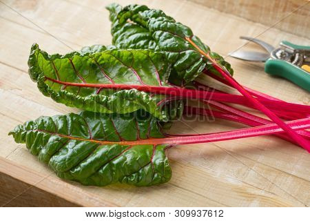 Fresh picked red stemmed chard and leaves  