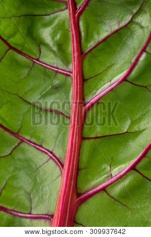 Red stemmed chard leaf close up full frame