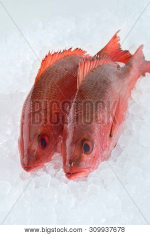 Two fresh raw Northern red snappers on ice