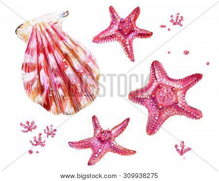 Set Of Sea Shells Of Scallops And Sea Stars. Pink And Mother Of Pearl Clam Pectinidae And Algae. Nat