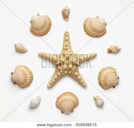 High Angle View Of Seashells And Starfish Isolated On Light Grat Background