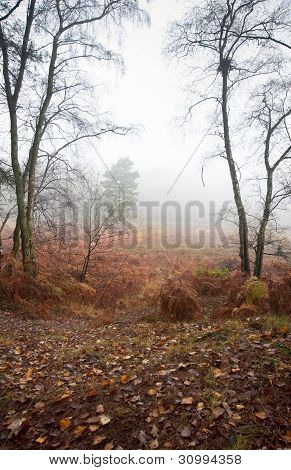Foggy Misty Autumn Forest Landscape At Dawn