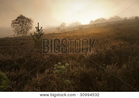 Foggy Misty Autumn Forest Landscape At Dawn