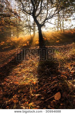 Sunbeams Through Foggy Misty Autumn Forest Landscape At Dawn