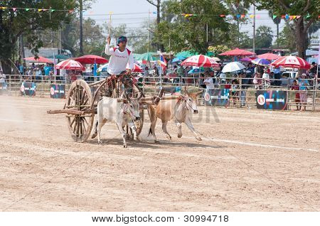 Concorso a carrello Petchaburi mucca 2012, Thailandia
