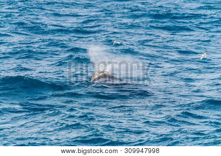 The Blow Hole Of A Southern Right Whale -eubalaena Australis- Surfacing In The South Atlantic Ocean.
