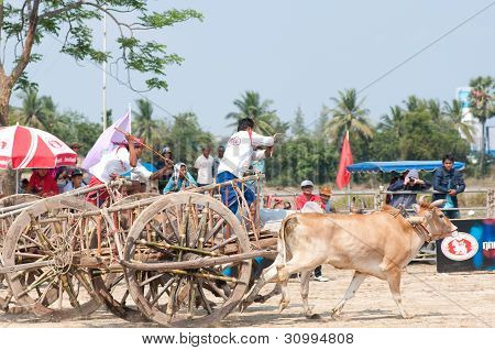 Concorso a carrello Petchaburi mucca 2012, Thailandia
