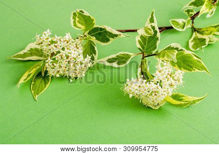 Cornus Alba Elegantissima Branch With White Flowers And Variegated Leaves.