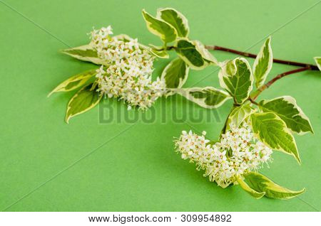 Cornus Alba Elegantissima Branch With White Flowers And Variegated Leaves.