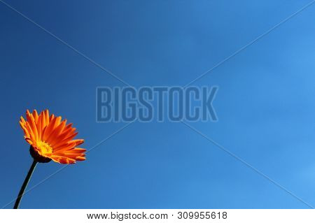 Beautiful Flower And The Blue Sky In The Flower
