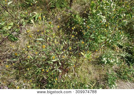 Devils Beggarticks (bidens Frondosa) Bloom In Joliet, Illinois During September.
