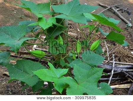 Abroma Augustum Tree With Its Fruit, Which's Name Sometimes Written Abroma Augusta