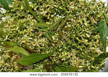 Medicinal Neem Leaves And Flower Over White Background