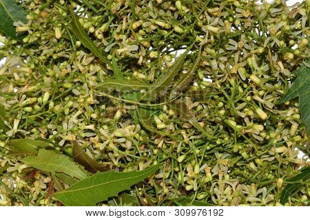 Medicinal Neem Leaves And Flower Over White Background