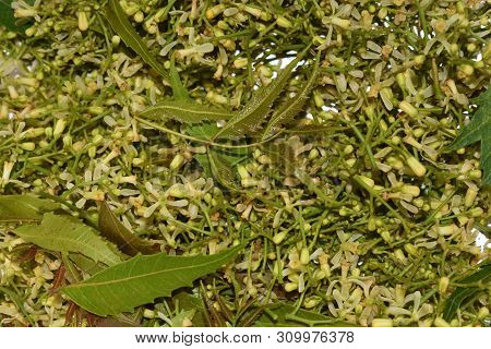Medicinal Neem Leaves And Flower Over White Background