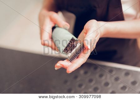 Woman Holding Electric Shaver While Working In Grooming Salon