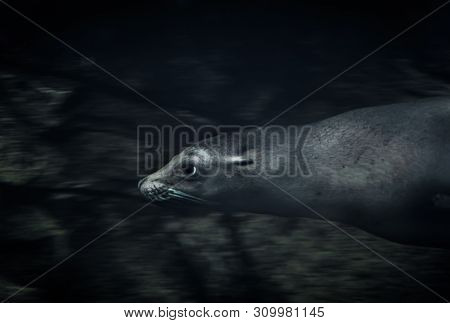 A Young Seal Swims Underwater In The Wild.