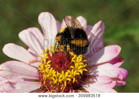 Bombus Lucorum Fluffy Black And Yellow And Striped Bumblebee Close-up On A Pink Zinnia Flower In The