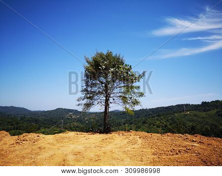 A Single Tree Standing Alone On The Highland In Penampang, Kota Kinabalu.  Sabah. Malaysia. Borneo.