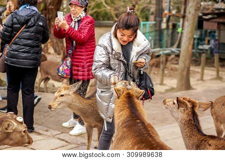 Nara, Japan, January 15 2019 : A Beautiful  Tourist Woman Handed Cracker To Deer In Nara Park. Nara 