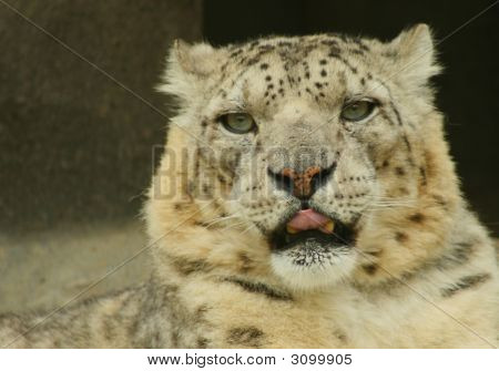 Snow Leopard