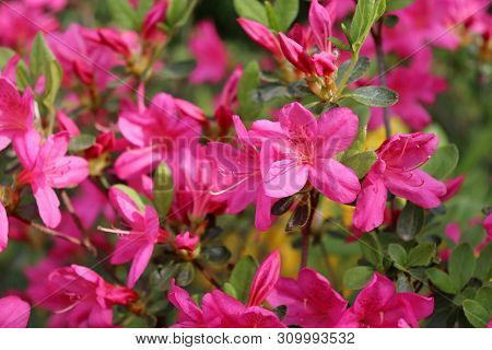 Big Azalea Or Rhododendron In A Organic Garden. Season Of Flowering Azaleas . Azaleas Are Shade Tole
