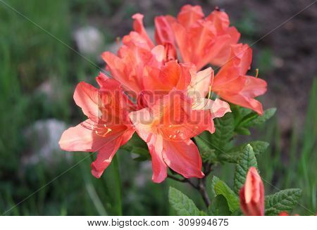 Big Azalea Or Rhododendron In A Organic Garden. Season Of Flowering Azaleas . Azaleas Are Shade Tole