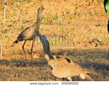 Beautiful Ostrich In Nature. Wildlife Scene. Fantastic Nature View.  Bird Scene.