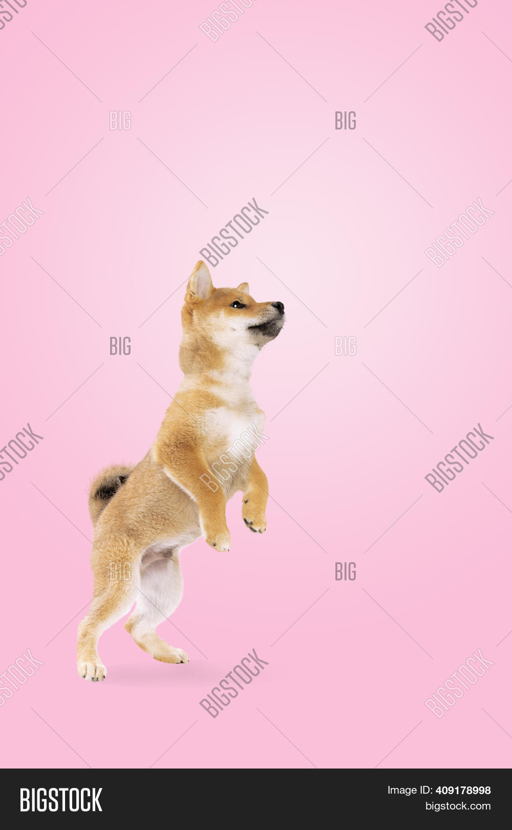 Jumping Shiba Inu Image & Photo (Free Trial) Bigstock