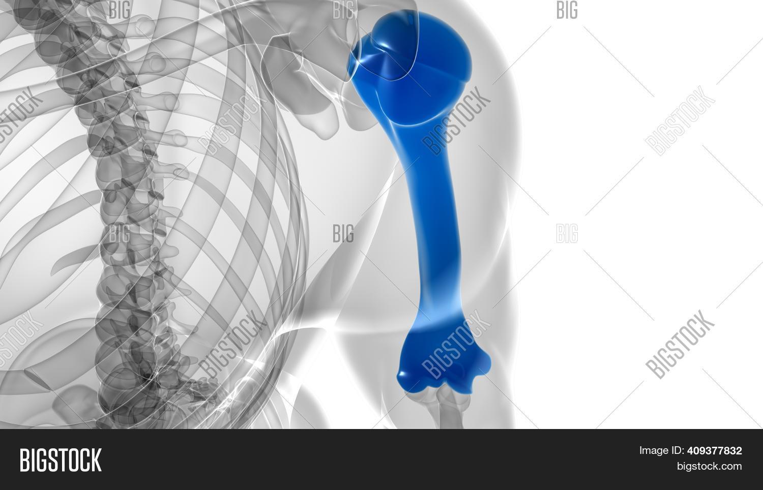 ภาพและภาพถ่าย (ทดลองใช้ฟรี) | Bigstock