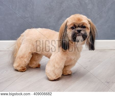 A Purebred Shitzu Stands On The Wooden Floor Showing Off A New Haircut