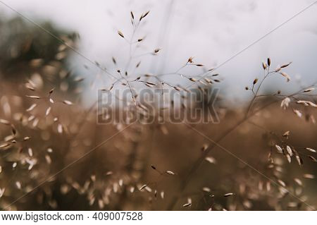 A Close Up Photo Of A Silver Hairgrass Field
