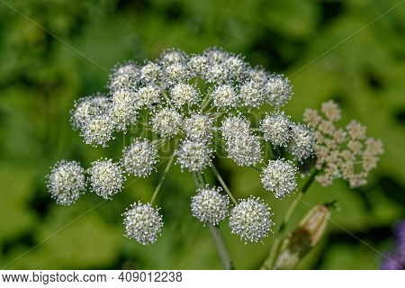 A closeup photograph of a flower with a blurred background