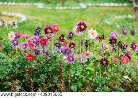 Chrysanthemums Pink And Purple In Green Grass In A Meadow.