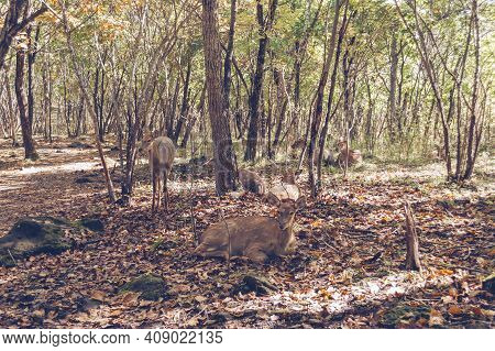 Group Of Resting Manchurian Wapitis In The Forest On Sunny Day