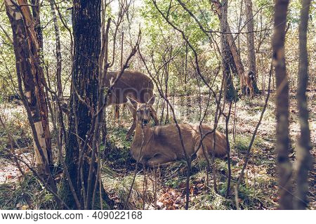 View Through The Tree Branches On Resting On The Ground Manchurian Wapiti
