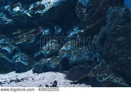 Lying On The Bottom Near Rocks Horseshoe Crab