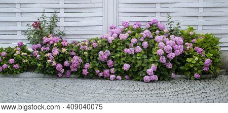 Flower Care. Greenhouse Garden Hydrangea. Spring And Summer Flowerbed